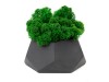 Кашпо бетонное со мхом (альфа-антрацит мох зеленый), QRONA, арт. 4500609 фото 2 — Бизнес Презент